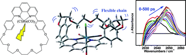 Graphical abstract: Excited-state relaxation dynamics of Re(I) tricarbonyl complexes with macrocyclic phenanthroline ligands studied by time-resolved IR spectroscopy