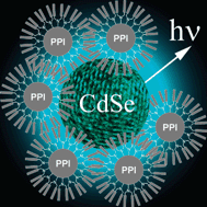 Graphical abstract: Water-soluble CdSe nanoparticles stabilised by dense-shell glycodendrimers