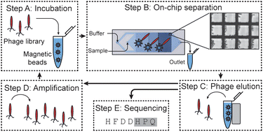 Graphical abstract: Controlling the selection stringency of phage display using a microfluidic device