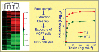 Graphical abstract: A new PCR-based bioassay strategy for the detection of type A trichothecenes in food