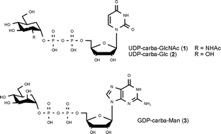 Graphical abstract: Chemoenzymatic syntheses of carbasugar analogues of nucleoside diphosphate sugars: UDP-carba-Gal, UDP-carba-GlcNAc, UDP-carba-Glc, and GDP-carba-Man