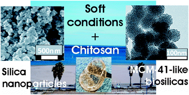 Graphical abstract: Biomimetic chitosan-mediated synthesis in heterogeneous phase of bulk and mesoporous silica nanoparticles