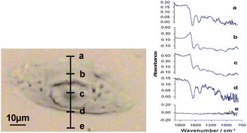 Graphical abstract: Reflection contributions to the dispersion artefact in FTIR spectra of single biological cells