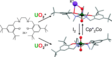 Graphical abstract: Pentavalent uranyl stabilized by a dianionic bulky tetradentate ligand