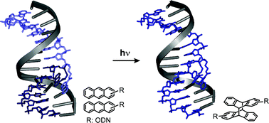 Graphical abstract: Anthracene–DNA conjugates as building blocks of designed DNA structures constructed by photochemical reactions
