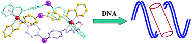Graphical abstract: Effect of bridging ligand structure on the thermal stability and DNA binding properties of iron(ii) triple helicates