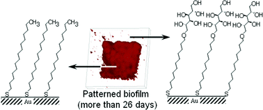 Graphical abstract: Prolonged control of patterned biofilm formation by bio-inert surface chemistry