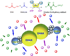 Graphical abstract: Substrate channelling in an engineered bifunctional aldolase/kinase enzyme confers catalytic advantage for C–C bond formation