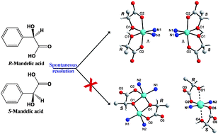 Graphical abstract: Spontaneous resolution of chiral metal mandelates by stereochemical control