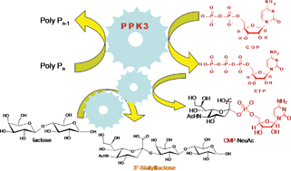 Graphical abstract: Enzymatic synthesis of sialylation substrates powered by a novel polyphosphate kinase (PPK3)