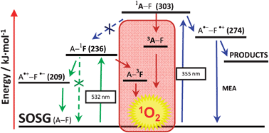 Graphical abstract: Singlet oxygen photosensitisation by the fluorescent probe Singlet Oxygen Sensor Green®