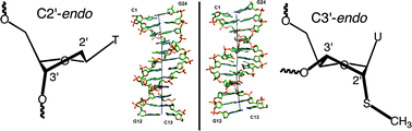 Graphical abstract: A conformational transition in the structure of a 2′-thiomethyl-modified DNA visualized at high resolution
