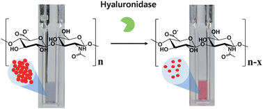 Graphical abstract: An operationally simple colorimetric assay of hyaluronidase activity using cationic gold nanoparticles