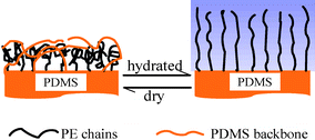 Graphical abstract: The molecular surface conformation of surface-tethered polyelectrolytes on PDMS surfaces