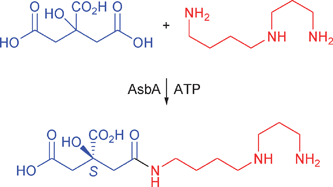 Graphical abstract: Enantioselective desymmetrisation of citric acid catalysed by the substrate-tolerant petrobactin biosynthetic enzyme AsbA
