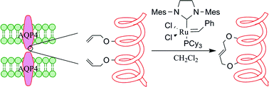 Graphical abstract: Synthesis of cyclic peptide analogues of the 310 helical Pro138-Gly144 segment of human aquaporin-4 by olefin metathesis