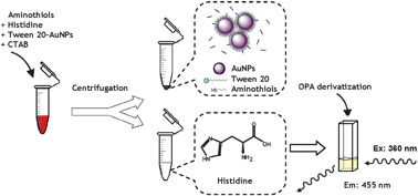 Graphical abstract: Highly selective detection of histidine using o-phthaldialdehyde derivatization after the removal of aminothiols through Tween 20-capped gold nanoparticles