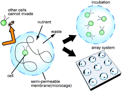 Graphical abstract: Monodisperse semi-permeable microcapsules for continuous observation of cells