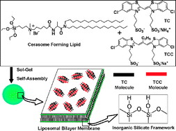 Graphical abstract: Efficient fluorescence resonance energy transfer in highly stable liposomal nanohybrid cerasome