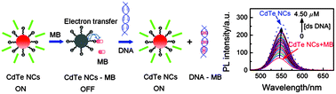 Graphical abstract: Photoluminescence of CdTe nanocrystals modulated by methylene blue and DNA. A label-free luminescent signaling nanohybrid platform