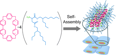 Graphical abstract: Self-assembly of cyclobis(paraquat-p-phenylene)s
