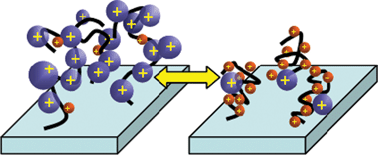 Graphical abstract: Protonation-induced transitions in a DNA brush