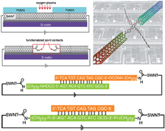 Graphical abstract: Functional single-molecule devices based on SWNTs as point contacts