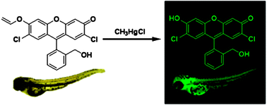 Graphical abstract: A chemodosimeter approach to fluorescent sensing and imaging of inorganic and methylmercury species