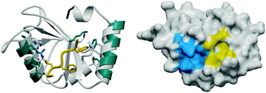 Graphical abstract: Structural characterization of GABARAP–ligand interactions