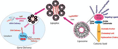 Graphical abstract: Advances in gene delivery through molecular design of cationic lipids