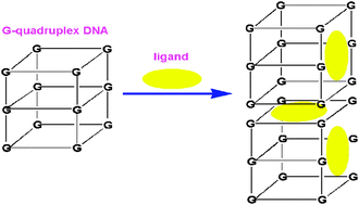 Graphical abstract: Evidence for the binding mode of porphyrins to G-quadruplex DNA