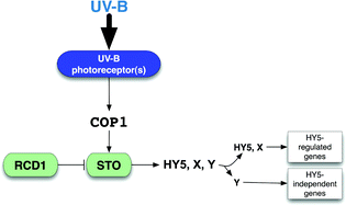 Graphical abstract: Arabidopsis RADICAL-INDUCED CELL DEATH1 is involved in UV-B signaling