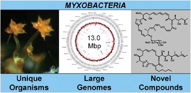Graphical abstract: Myxobacteria—‘microbial factories’ for the production of bioactive secondary metabolites