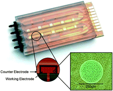 Graphical abstract: A portable cell-based impedance sensor for toxicity testing of drinking water