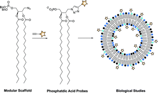 Graphical abstract: Modular synthesis of biologically active phosphatidic acid probes using click chemistry