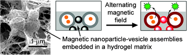 Graphical abstract: Magnetically-controlled release from hydrogel-supported vesicle assemblies