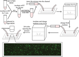 Graphical abstract: An easy protocol for on-chip transfection of COS-7 cells with a cationic lipid-based reagent