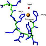 Graphical abstract: The structural effects of the Cys-S-S-Cys bridge exchange by the His-Cu(II)-His motif studied on natural peptides — a promising tool for natural compounds-based design
