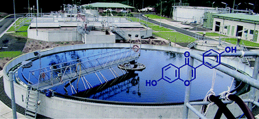 Graphical abstract: Occurrence of phytoestrogens in municipal wastewater and surface waters