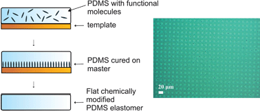 Graphical abstract: Surface modification of PDMS via self-organization of vinyl-terminated small molecules