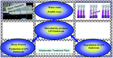 Graphical abstract: Assessment of endotoxin activity in wastewater treatment plants