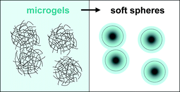 Graphical abstract: Interactions between microgel particles