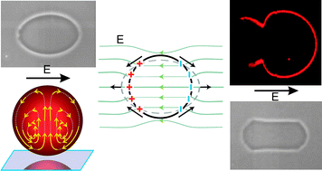 Graphical abstract: Vesicles in electric fields: Some novel aspects of membrane behavior