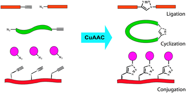 Graphical abstract: Tricks with clicks: modification of peptidomimetic oligomers via copper-catalyzed azide-alkyne [3 + 2] cycloaddition