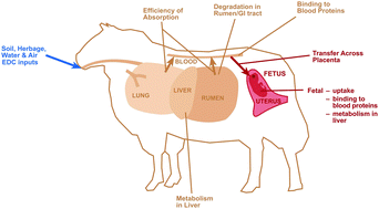 Graphical abstract: Accumulation of endocrine disrupting compounds in sheep fetal and maternal liver tissue following exposure to pastures treated with sewage sludge