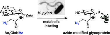 Graphical abstract: Metabolic profiling of Helicobacter pyloriglycosylation