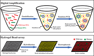 Graphical abstract: Highly sensitive mutation detection based on digital amplification coupled with hydrogel bead-array
