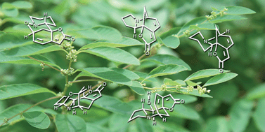 Graphical abstract: Total synthesis of the Securinega alkaloids