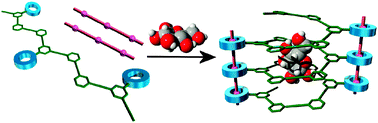 Graphical abstract: Azacrown-attached meta-ethynylpyridine polymer: saccharide recognition regulated by supramolecular device