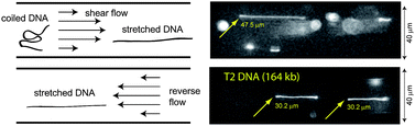 Graphical abstract: Elongation and migration of single DNA molecules in microchannels using oscillatory shear flows
